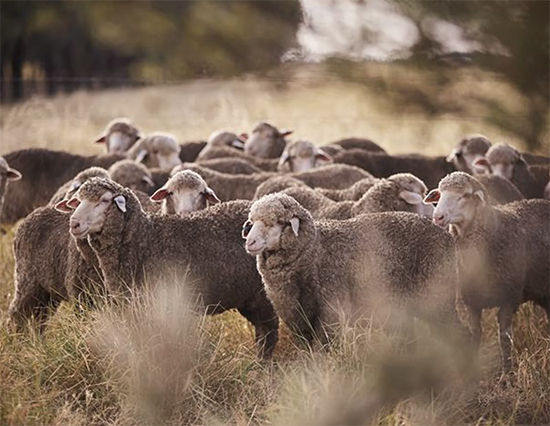 BLOG-PROPS-STORE : ONC merino for Props Store