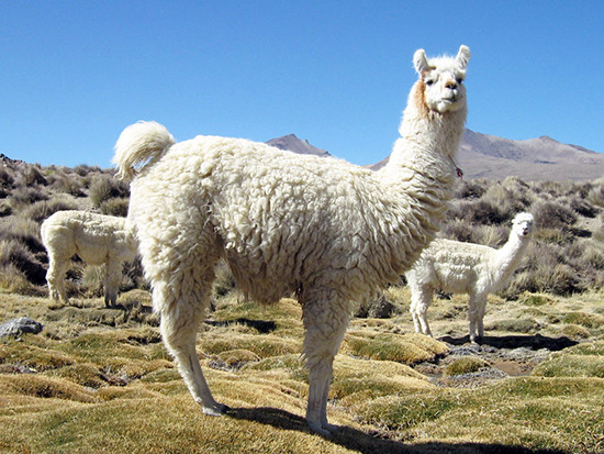 Alpaca